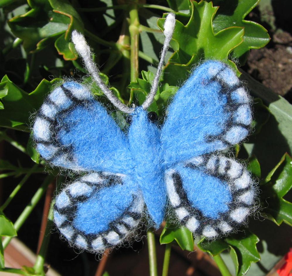 blauer Schmetterling